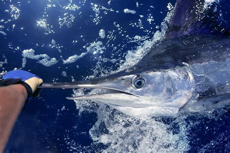 marlin fishing  florida  complete guide updated
