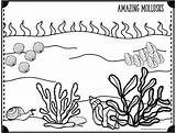 Preschoolplayandlearn Snails Mollusks Bivalves Whelk sketch template