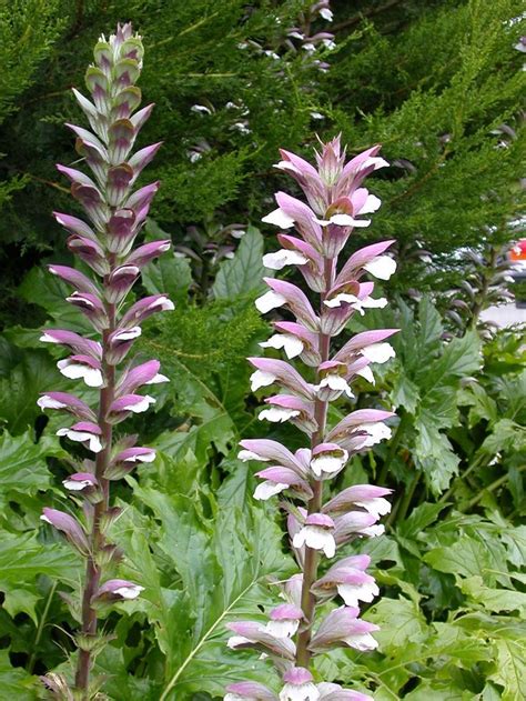 name of tall plant with purple flowers and a purple stem flowers forums