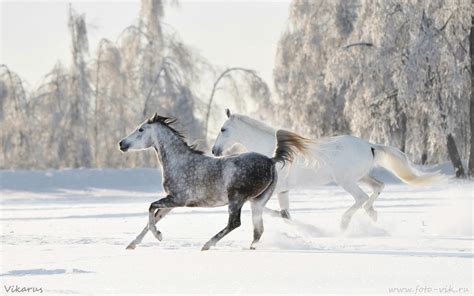 horse wallpaper  background image  id