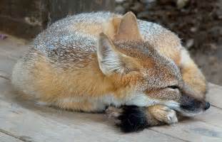 fox swift fox information  kids