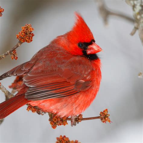 cardinals   angels