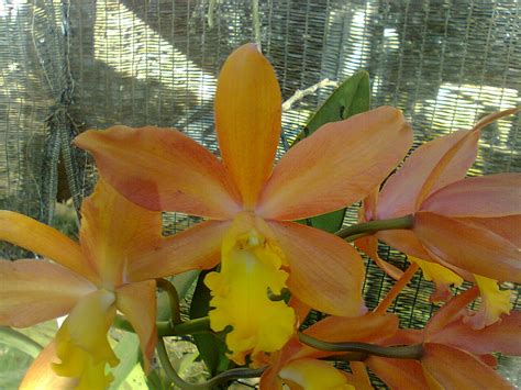 orquidario givisiez lc magic bell lc trick  treat orange magic