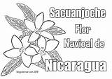 Nicaragua Flor Matrimonios Campesinas Racimos Cabelleras Precolombinos Aún Usan Femeninas sketch template