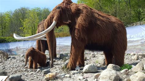 woolly mammoths survived    years  mental floss