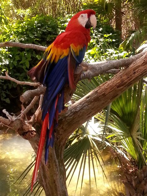 scarlet macaw parrot  bryanshooting  deviantart
