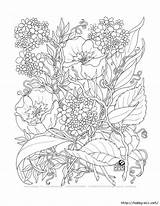 Coloring Pages Flowers Adult Flower Kids Visit Sheets Printable Tangle 263kb Elzabeth Set sketch template