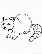 Raccoon Coloring Pages Print Library Clipart sketch template