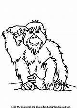 Orangutan Orang Oetan Orango Mewarnai Crayola Orangutans Colouring Kartun Mudah Bagus sketch template