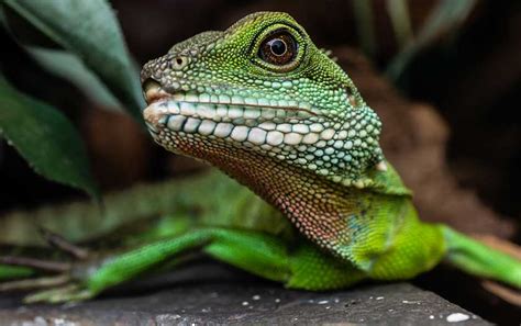 size  decor  chinese water dragon enclosure