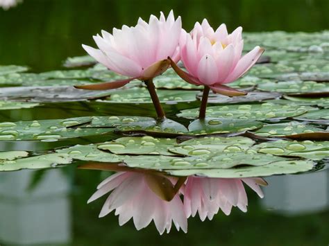 agencia de viajes india significado de la flor de loto en el hinduismo