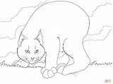 Lynx Coloring Pages Drawing Bobcat Canada Colorings Kids Canadian Archaicawful Getdrawings Skip Main Getcolorings Popular Library sketch template