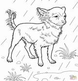 Chihuahua Ausmalbilder Malvorlagen Colorare Chiwawa Ausmalen Hunde Dackel Kinder Chihuahuas Outline Pugs Yorkie Zeichnen Disegni Handstickerei Welpen Tiere Buchstaben Dalmatiner sketch template