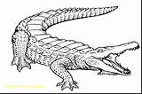 Alligator Coloring Snapping Turtle Pages Getcolorings sketch template