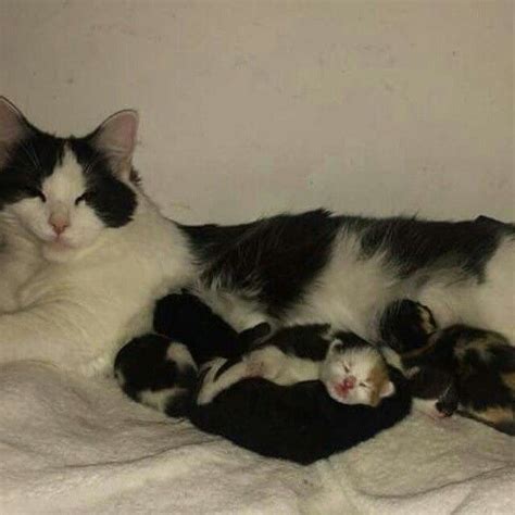 black  white cat laying  top   bed   kittens sleeping