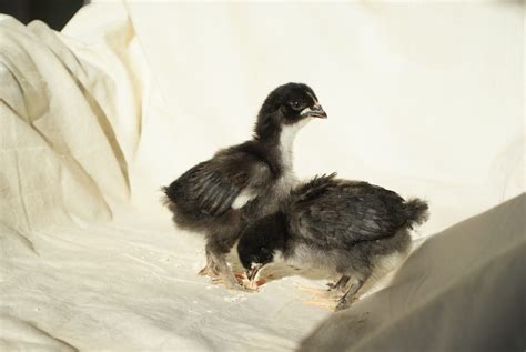 week old black copper marans chicks sexing by feather color pictures added backyard