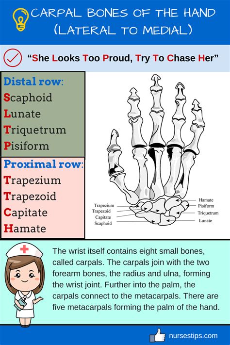 carpal bones   hand lateral  medial radiography student