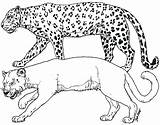 Leopard Coloring Pages Cougar Cheetah Puma Print Animals Printable Color Tigers Drawing Clipart Getcolorings Comments Coloringhome Getdrawings Library Search sketch template