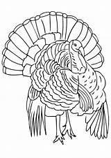 Truthahn Ausmalbilder Thanksgiving Turkeys Realistic Animais Letzte Pintar sketch template