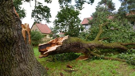 guide  fallen tree removal forbes home