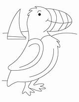 Puffin Coloring Seashore Popular Bird sketch template