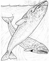 Whale Coloring Pages Whales Humpback Grey Blue Realistic Drawing Jumping Water Breaching Animals Gray Killer sketch template