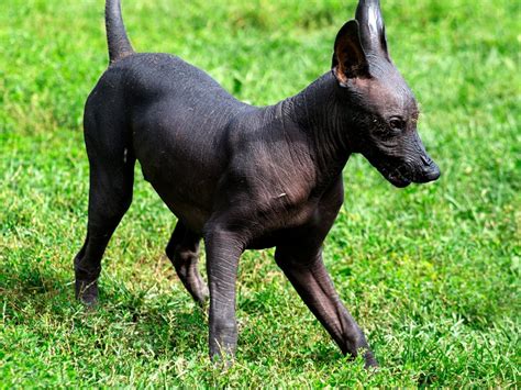 xoloitzcuintli dog breed guide spot