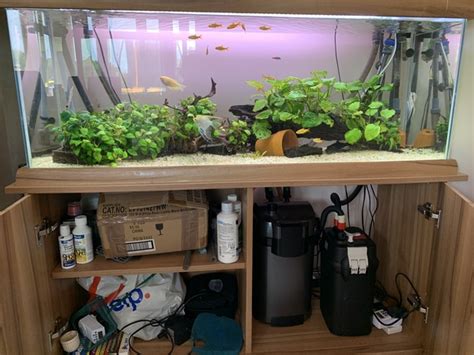 fish tank setup  aquarist classifieds