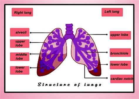 lungs similar  size