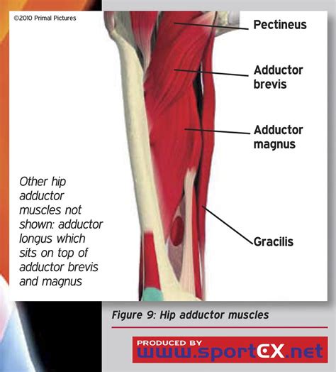 Hip Adductor Muscles Sportex Medicine 2011 47 Jan 7 11 Sportex