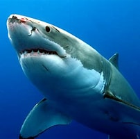 Afbeeldingsresultaten voor witte haai. Grootte: 202 x 200. Bron: snowbrains.com
