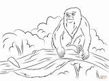 Monkey Coloring Howler Pages Tree Sitting Drawing Drawings Color Printable sketch template