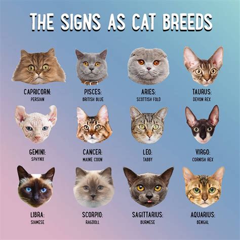 signs  cat breeds blinkcats catsoflondon catfood catsofinstagram cat