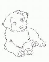 Aussie Shepard Pup Pastore Australiano Shepherds Coloringhome sketch template
