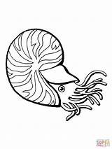 Nautilus Nautilo Ausmalbild Disegno Mar Desenho Weichtiere Lula Molluschi Legends Chambered Cozza Kategorien Supercoloring Cmpartilhe Categorias Printmania sketch template