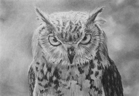 draw  owl  art lessons