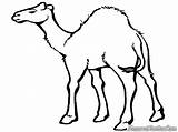 Unta Desert Mewarnai Camel Diwarnai Hewan Sahara Lembar Webstockreview Clipartmag Template sketch template