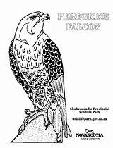 Coloring Pages Falcon Peregrine Google Falcons sketch template