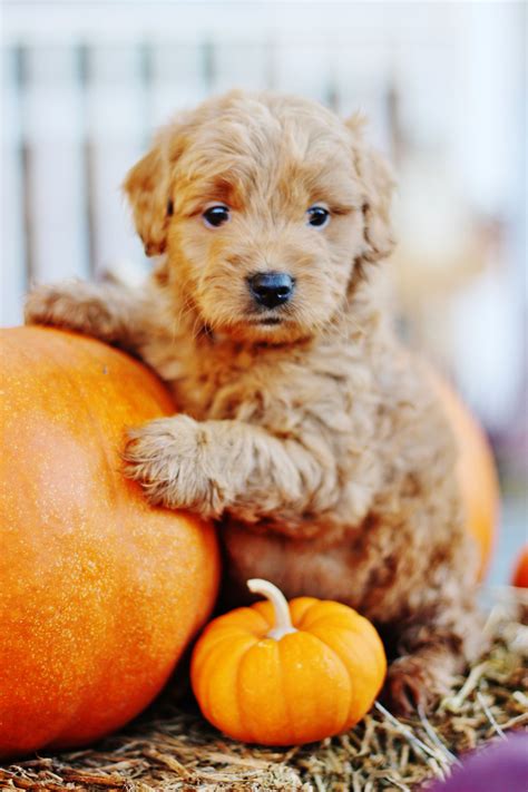 red mini goldendoodle named pumpkin  adorable goldendoodle cute puppy