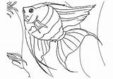 Fish Coloring Printable Angel Angelfish Predators Ambush sketch template