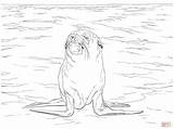 Lobo Kolorowanka Foka Druku Szara Marinho Marino Foki Mamydzieci Seal Bałtyckim Morzu Foca Australiano Incantevole sketch template