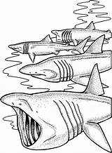Jaws Coloring Pages Shark School Color sketch template