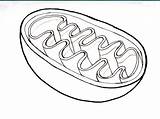 Mitochondria Structure Chloroplast Noun sketch template