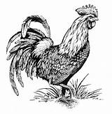 Adult Rooster Coloring Pages Template Roosters sketch template