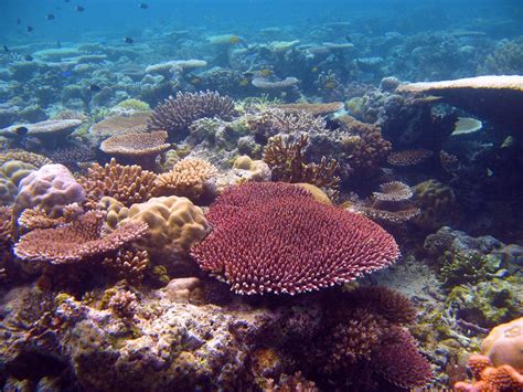 great barrier reef corals  survive global warming   century