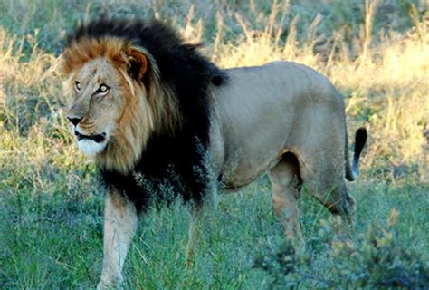 rare black maned ethiopian lion caught  camera