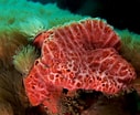 Image result for "rissoa Porifera". Size: 127 x 104. Source: pandaphyla.weebly.com