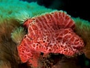 Afbeeldingsresultaten voor "rissoa Porifera". Grootte: 132 x 100. Bron: pandaphyla.weebly.com