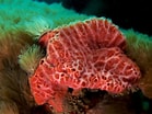 Afbeeldingsresultaten voor "rissoa Porifera". Grootte: 139 x 104. Bron: pandaphyla.weebly.com