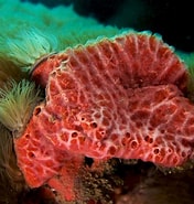 Afbeeldingsresultaten voor "rissoa Porifera". Grootte: 176 x 185. Bron: pandaphyla.weebly.com
